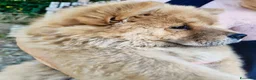 Chow Chow cani in vendita: Chow Chow - Annuncio 8