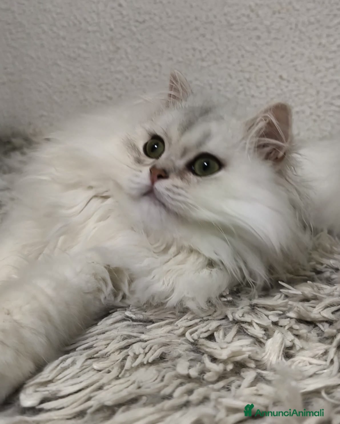 British gatti Cuccioli British longhair con pedigree  - Annuncio 13