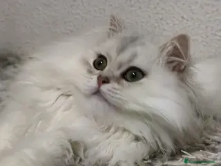 British gatti Cuccioli British longhair con pedigree - Annuncio 13