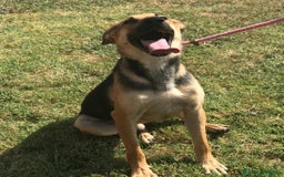 Pastore Tedesco cani in regalo: SEGGHIO derivato pastore tedesco - in adozione a Provincia di Latina - Immagine 2