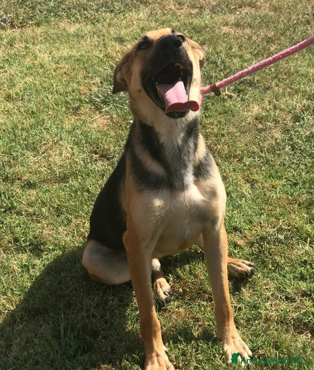 Pastore Tedesco cani in regalo: SEGGHIO derivato pastore tedesco - in adozione a Provincia di Latina - Annuncio 2