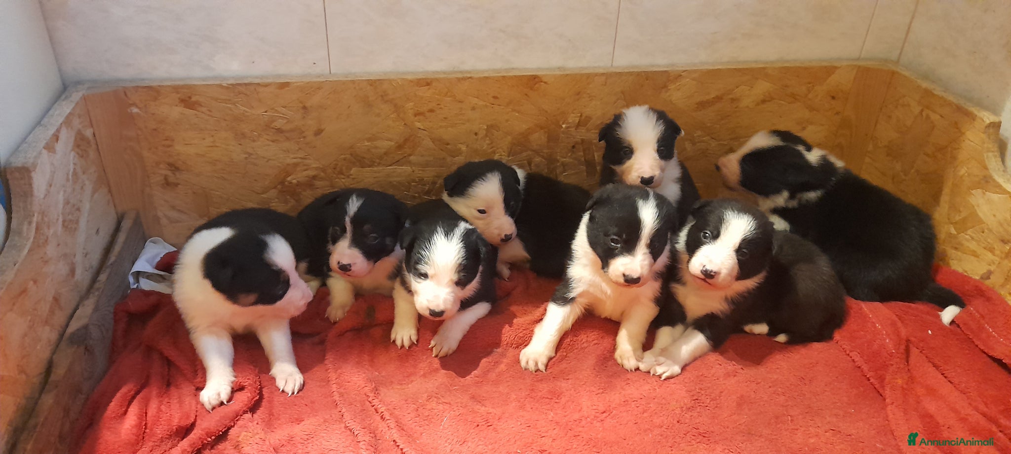 Border Collie cani Cuccioli Border collie linea da lavoro  - Annuncio 1