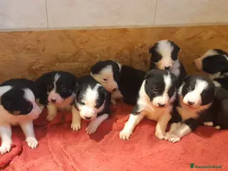 Border Collie cani Cuccioli Border collie linea da lavoro - Annuncio 1