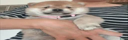 Shiba Inu cani in vendita: Cuccioli di Shiba Inu  - Annuncio 4