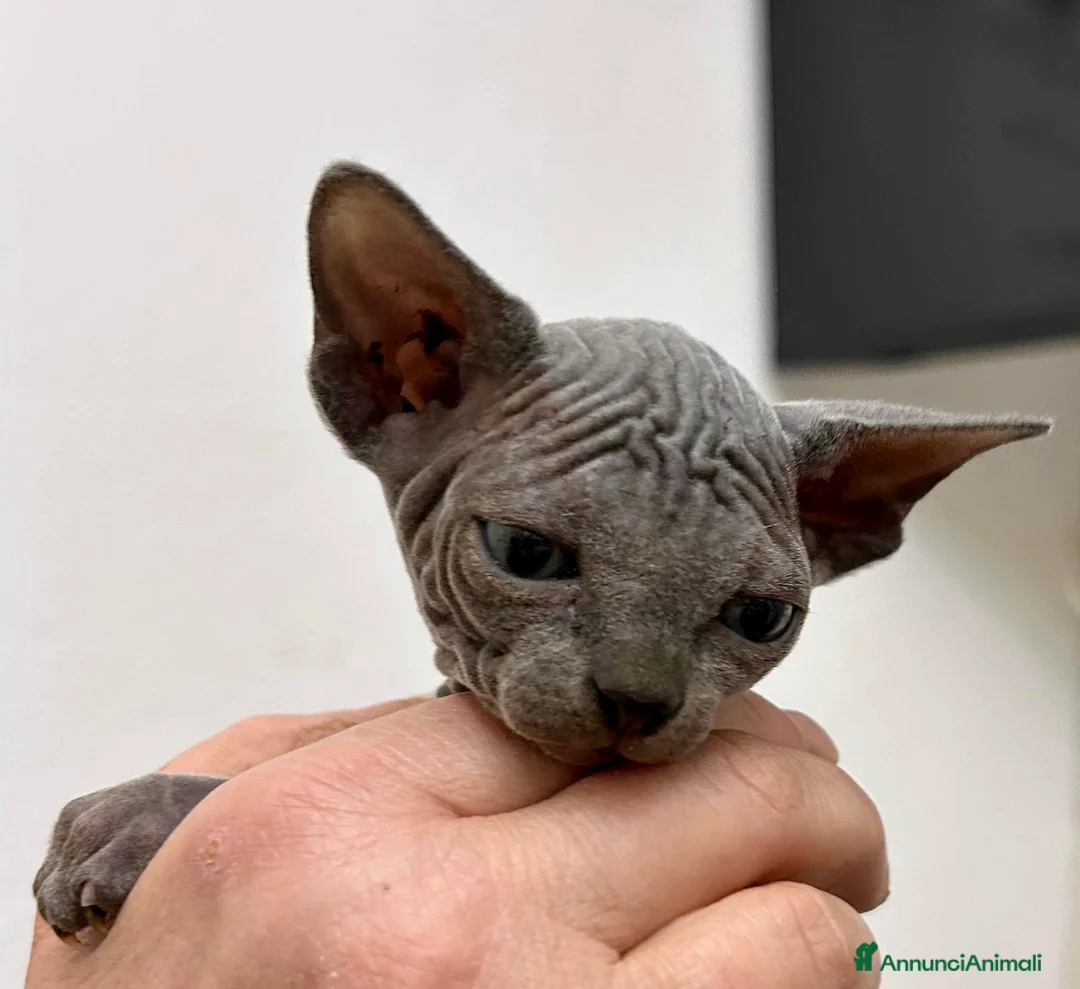 Sphynx gatti in vendita: Sphink in vendita - Annuncio 5