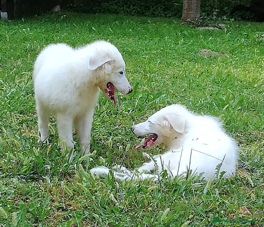 Pastore Maremmano cani in regalo: L3one, supremo cucciolo di PMA: TOP - Annuncio 7