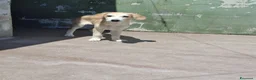 Meticcio cani in regalo: Kody, taglia media! (20-25kg) - Annuncio 5