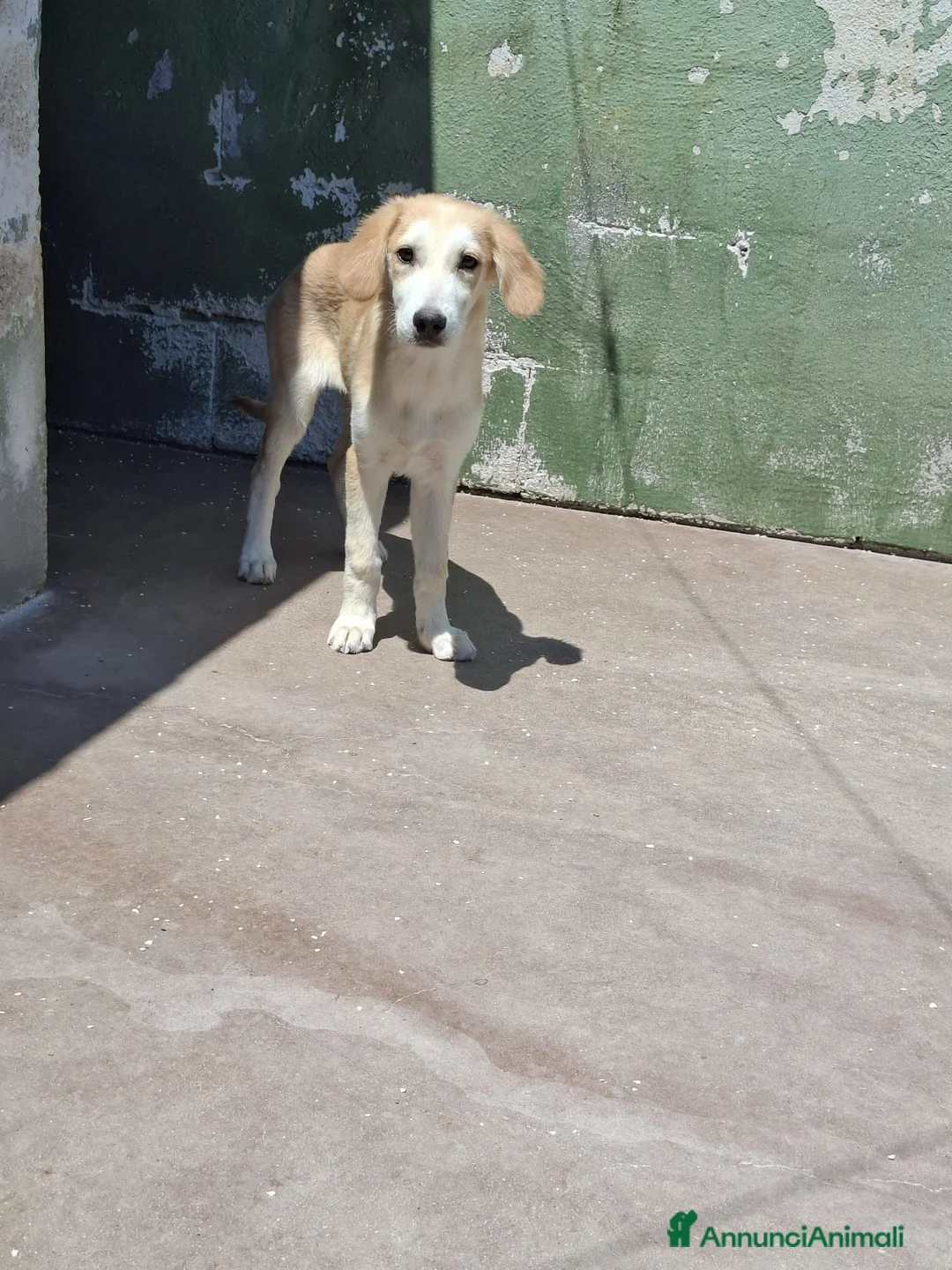 Meticcio cani in regalo: Kody, taglia media! (20-25kg) - Annuncio 5