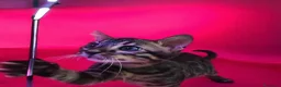 Bengala gatti in vendita: Cucciolo di gatto Bengala  - Annuncio 2