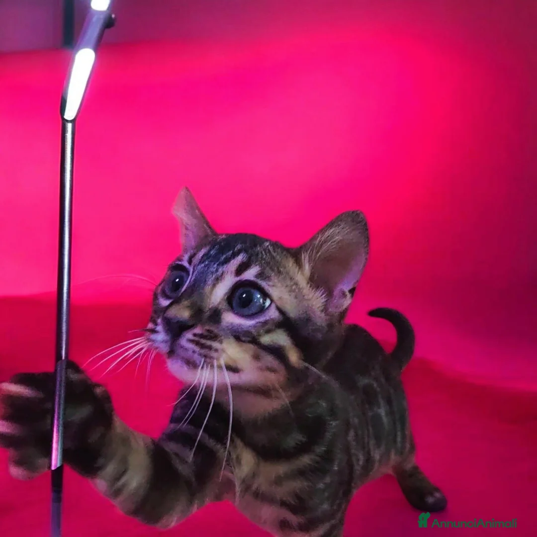 Bengala gatti in vendita: Cucciolo di gatto Bengala  - Annuncio 2