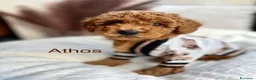 Barboncino Toy cani in vendita: Barboncino Toy tenerissima a Provincia di Catanzaro - Annuncio 14