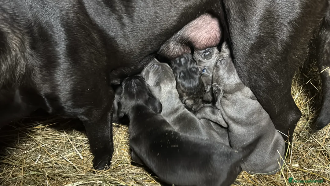 Cane Corso cani in vendita: Cuccioli di Corso grigi e neri (Montiglio AT) - Annuncio 9
