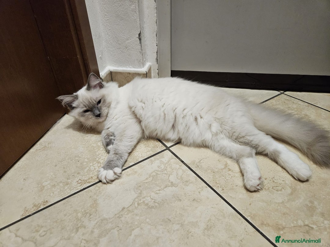 Ragdoll gatti in vendita: Ragdoll blu mitted a Provincia di Brescia - Immagine 17