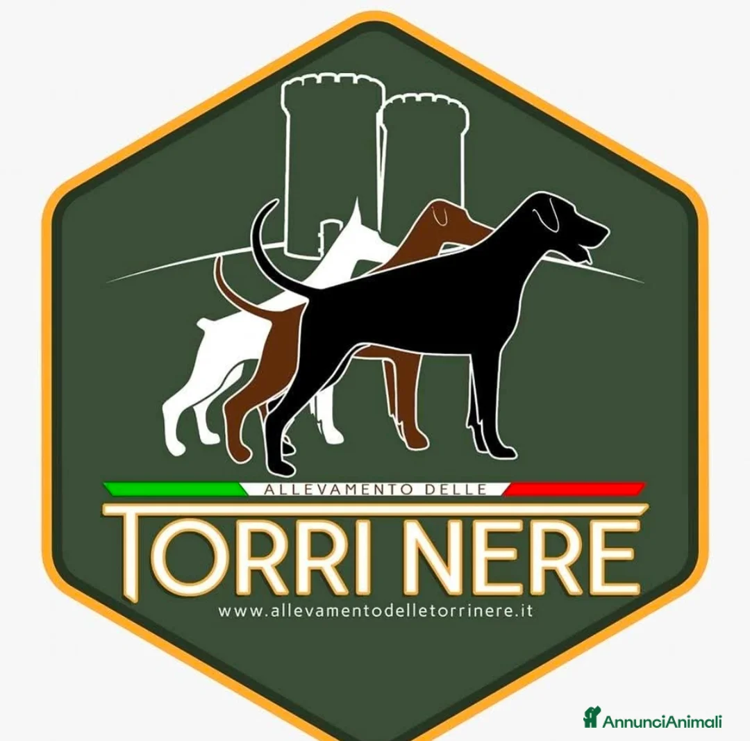 Immagine della galleria {{count}}