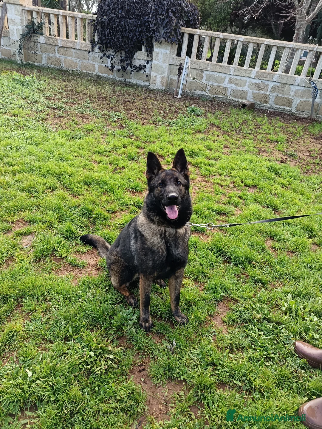 Pastore Tedesco cani in vendita: Cucciolona pastore tedesco - Annuncio 5