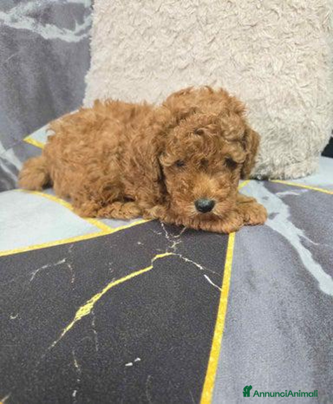 Barboncino Toy cani in vendita: Tre adorabili cuccioli di barboncino toy rossi - Annuncio 2