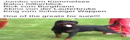 Rottweiler cani in vendita: Allevamento Rottweiler  - Annuncio 14