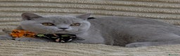 British gatti in vendita: British shorthair pedigree  - Annuncio 13