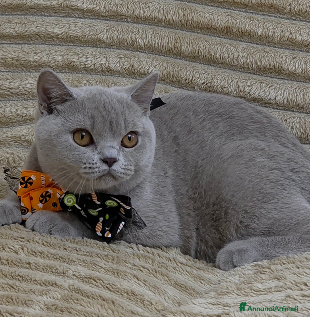 British gatti in vendita: British shorthair pedigree  - Annuncio 13