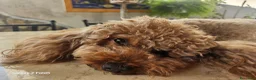 Barboncino Toy cani per accoppiamento: Barboncino Toy maschio 3 anni  a Città metropolitana di Roma Capitale - Annuncio 1