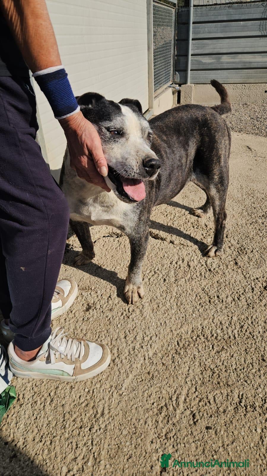 Meticcio cani Zeus: nonnino molossino dolce socievole  - Annuncio 1