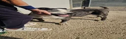 Meticcio cani in regalo: Zeus: nonnino molossino dolce socievole  - Annuncio 1