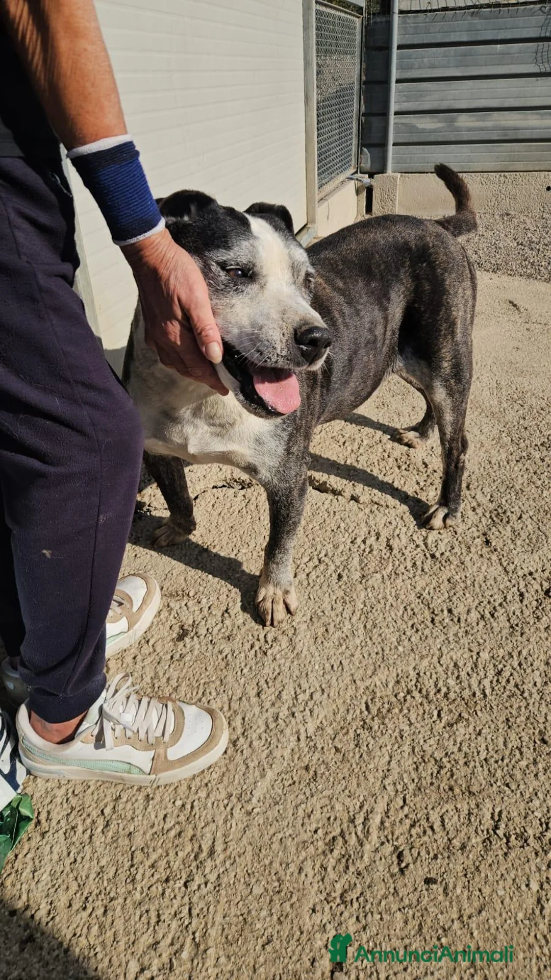 Meticcio cani in regalo: Zeus: nonnino molossino dolce socievole  - Annuncio 1