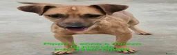 Meticcio cani in regalo: Pippo e Tara taglie piccole cercano casa - Annuncio 14