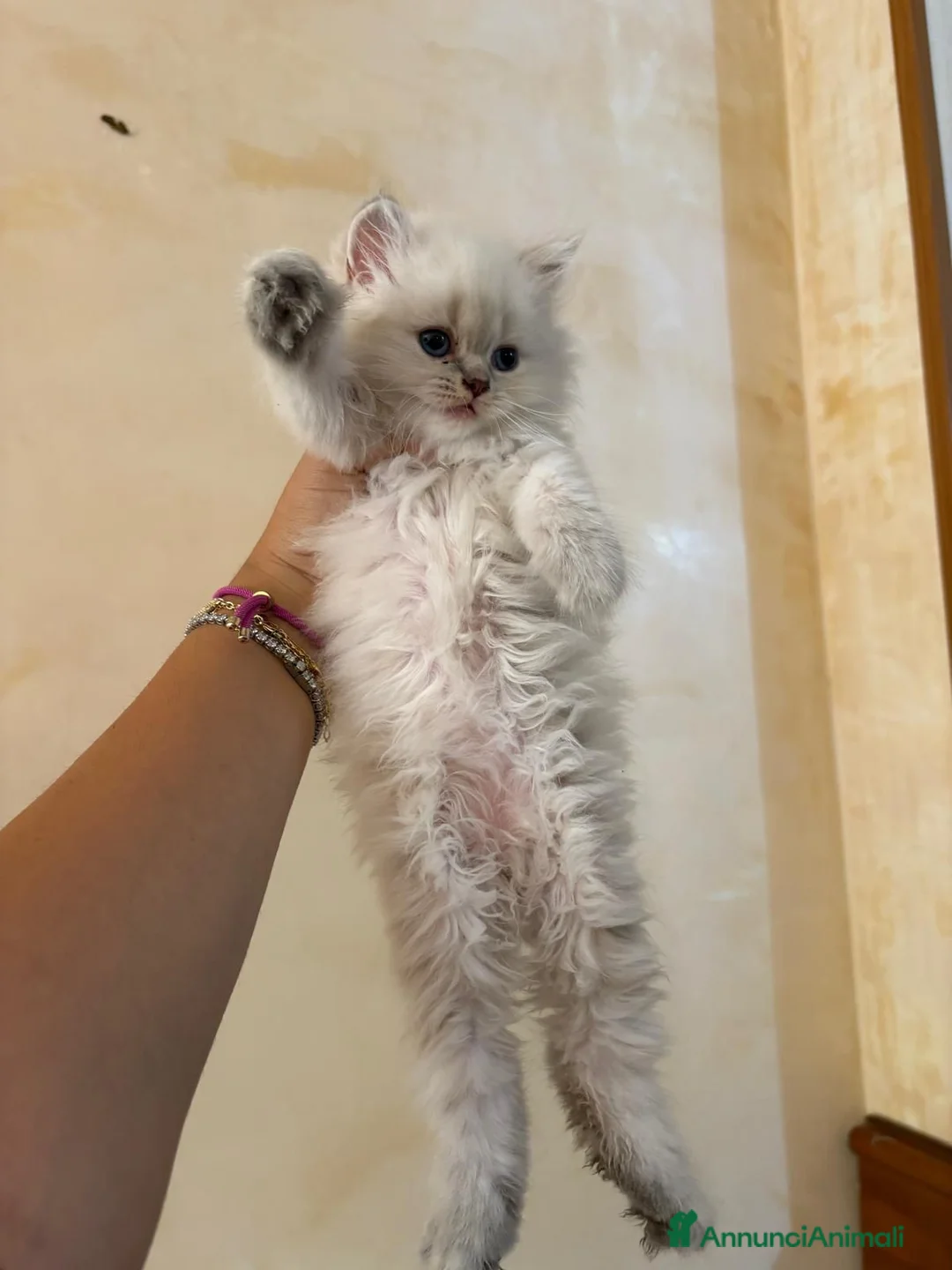 Scottish gatti in vendita: Bellissimi gattini scottish fold disponibili  - Annuncio 2