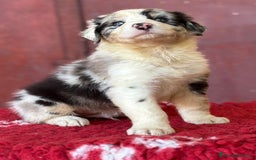 Australian Shepherd cani in vendita: Maschio Blue Merle - Roy a Provincia di Vicenza - Immagine 4
