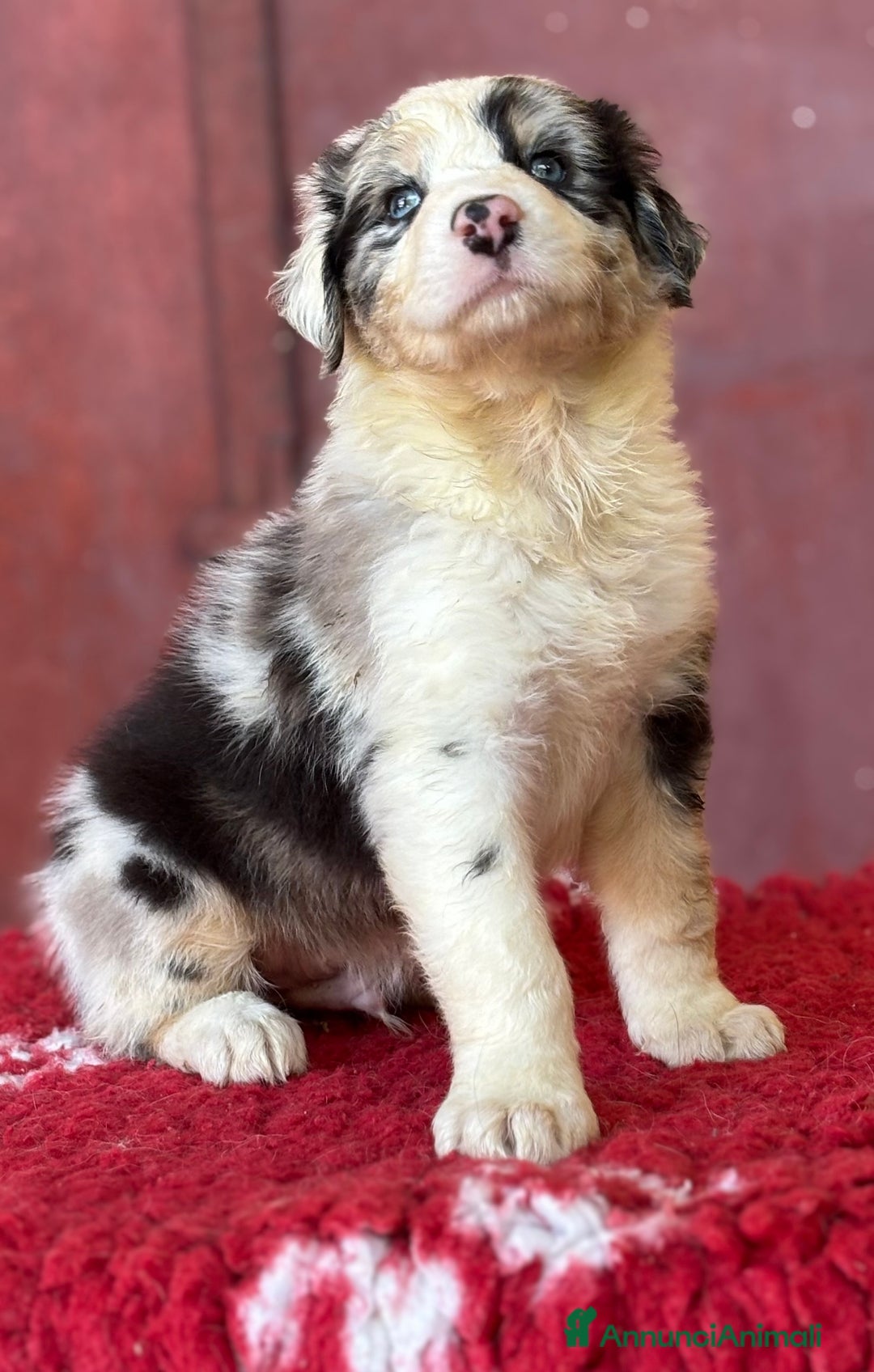 Australian Shepherd cani in vendita: Maschio Blue Merle - Roy a Provincia di Vicenza - Immagine 4