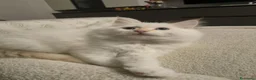 Siberiano gatti in vendita: CUCCIOLO SIBERIANO CON PEDIGREE - Annuncio 4