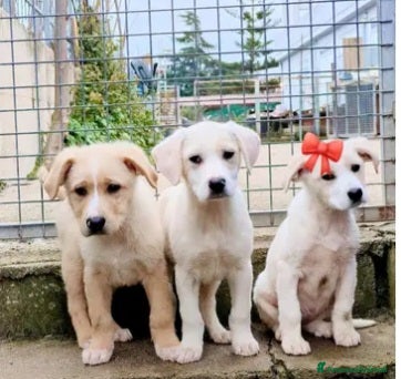 Meticcio cani 4cuccioli 2mesi salvati da 1esondazione.CALABRIA - Annuncio 1