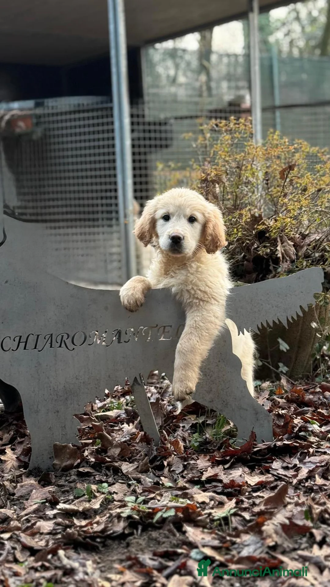 Golden Retriever cani in vendita: Golden Retriever cuccioli - Annuncio 1