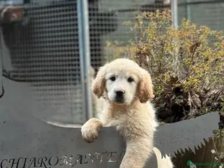Golden Retriever cani Golden Retriever cuccioli - Annuncio 1