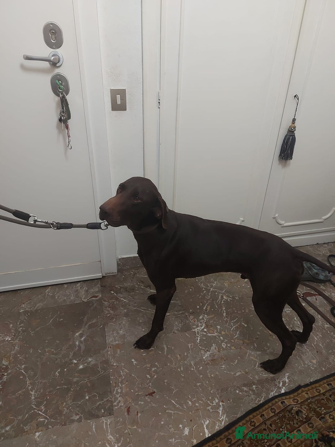 Bracco cani in regalo: Bracco tedesco kursal con pedigee - Annuncio 7