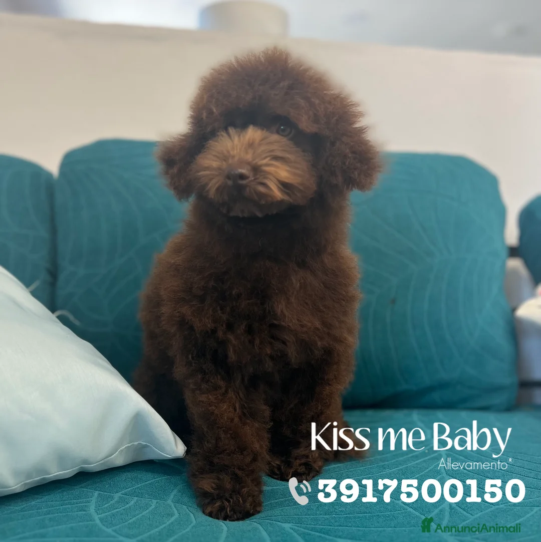 Immagine della galleria {{count}}