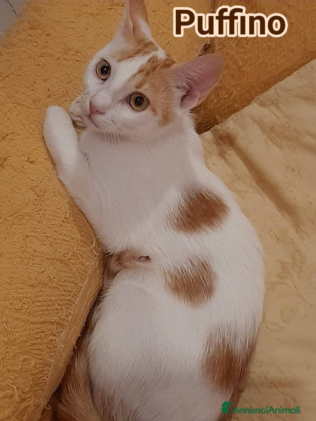 Europeo gatti Micino bellissimo rosso/ bianco SOS CASA ROMA  - Annuncio 2