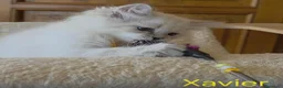 Siberiano gatti in vendita: Cuccioli di gatto siberiano neva masquerade - Annuncio 19