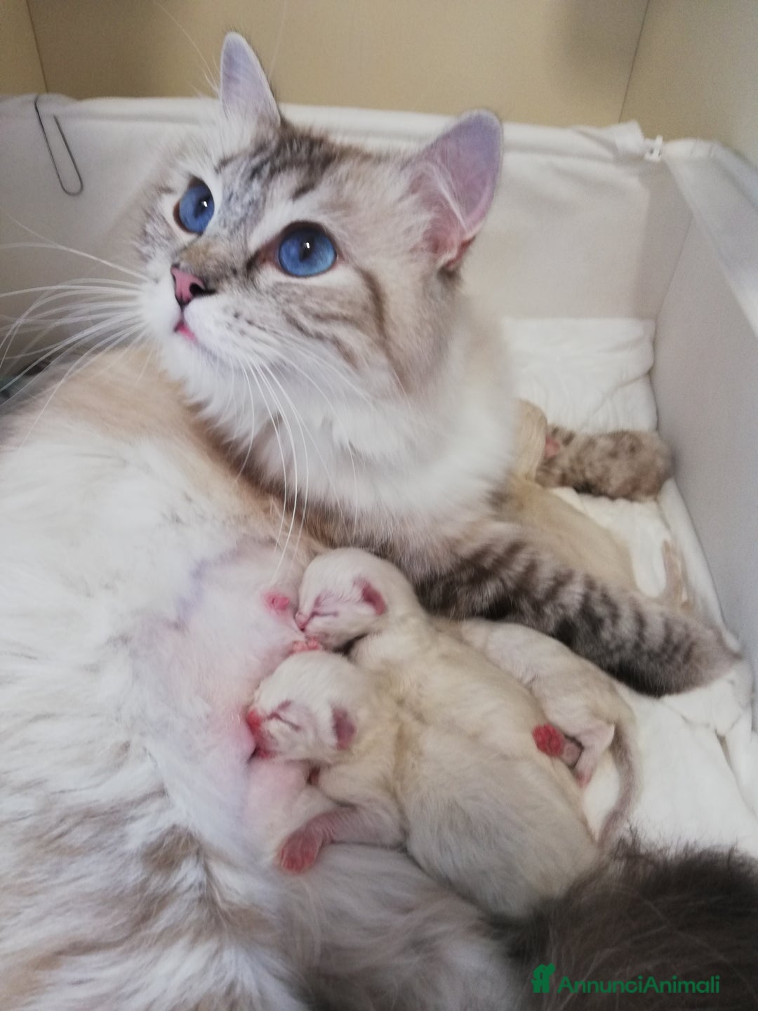 Ragdoll gatti in vendita: RAGDOLL cuccioli  - Annuncio 1