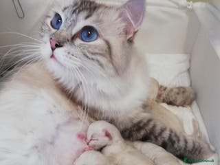 Ragdoll gatti RAGDOLL cuccioli - Annuncio 4