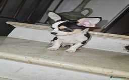 Chihuahua cani in vendita: Chihuahua mini toy  a Città metropolitana di Milano - Immagine 8