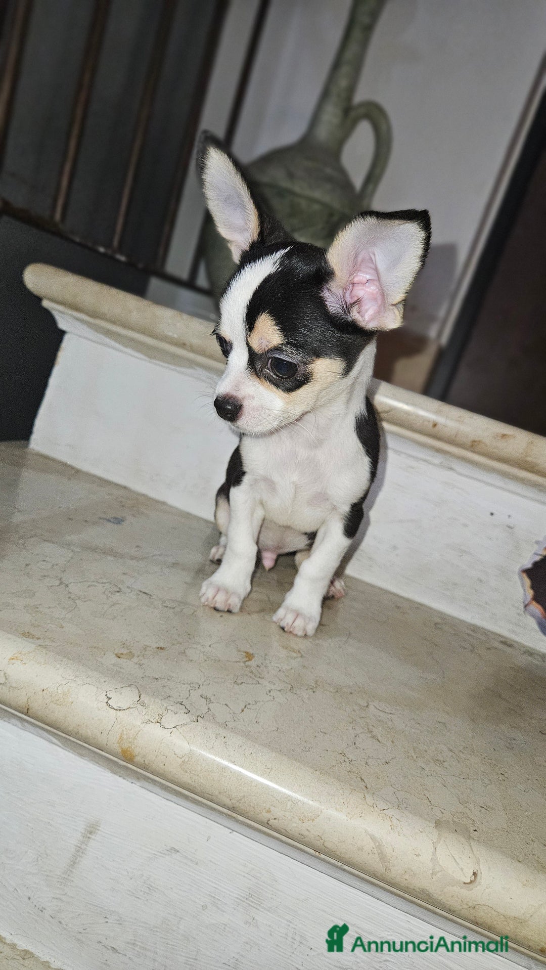 Chihuahua cani in vendita: Chihuahua mini toy  a Città metropolitana di Milano - Immagine 8