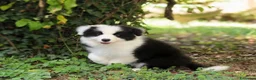 Border Collie cani in vendita: Cuccioli Border Collie  - Annuncio 3