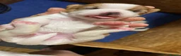 Jack Russell cani in vendita: Jack Russell terrier PELO CORTO e BROKEN - Annuncio 11