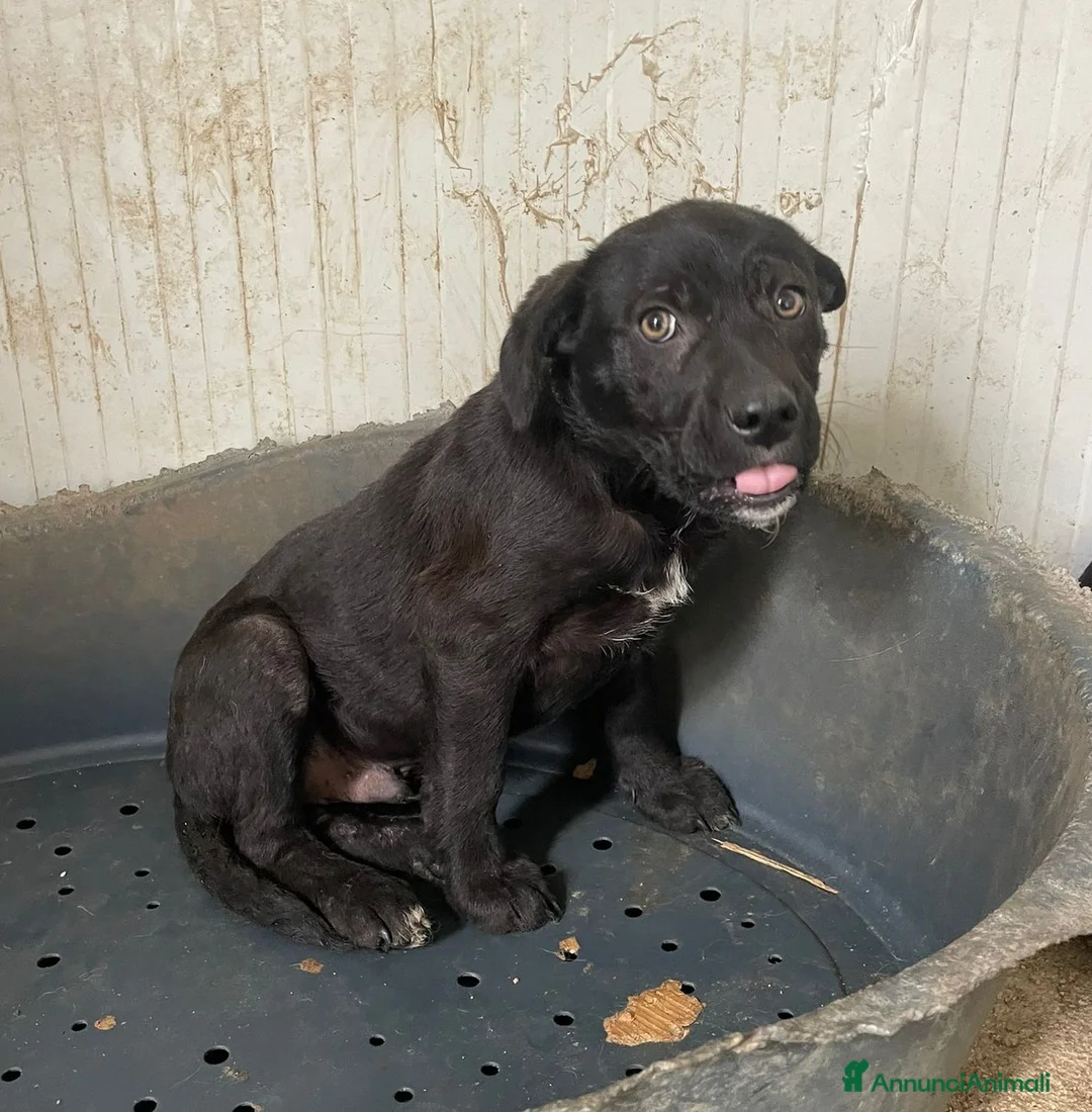 Meticcio cani in regalo: SIMON - Annuncio 3