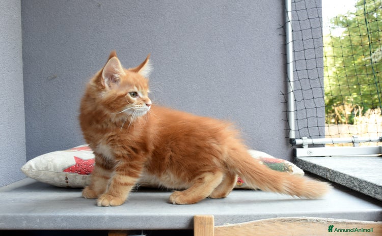 Maine Coon gatti a Città metropolitana di Milano - Annuncio 4