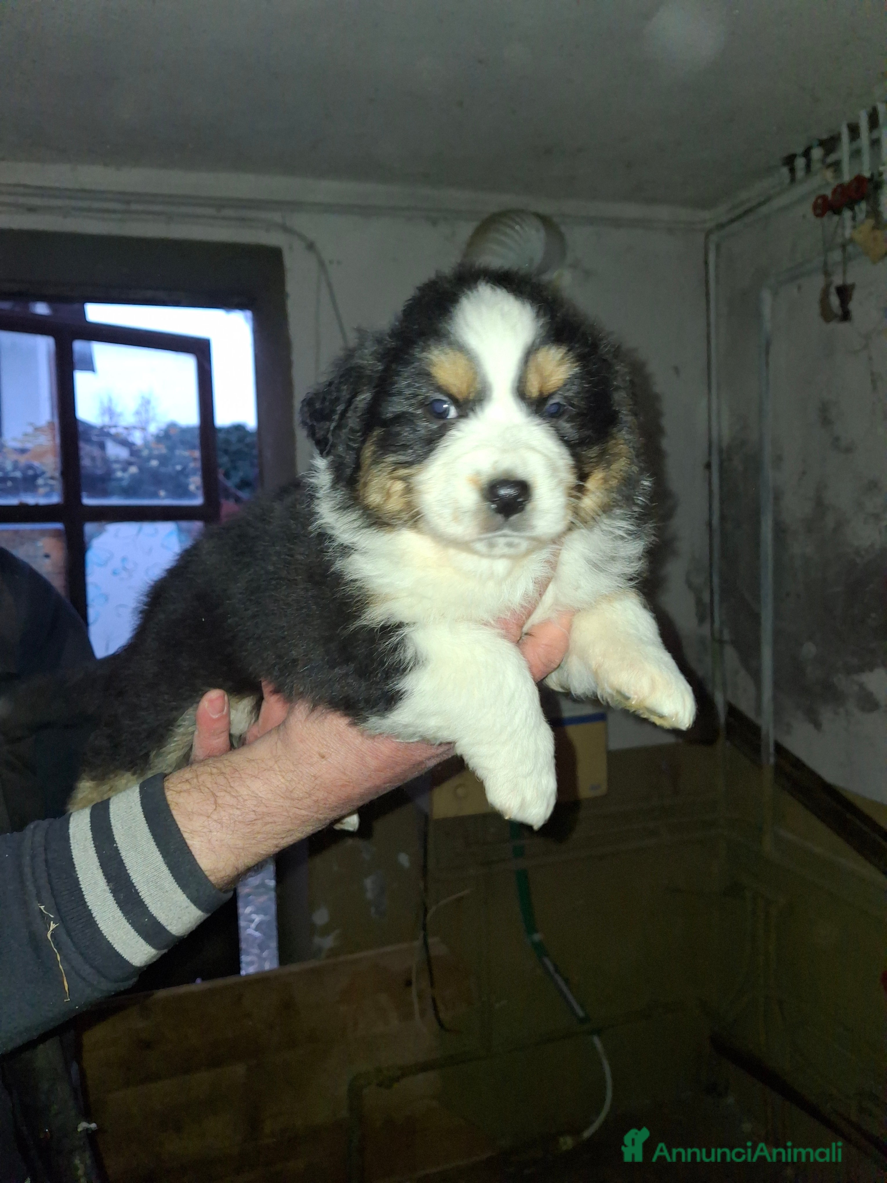 Australian Shepherd cani Cedesi cuccioli di australian shepard  - Annuncio 2
