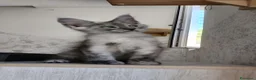 Maine Coon gatti in vendita: Cucciolo Maine Coon black smoke maschio - Annuncio 5