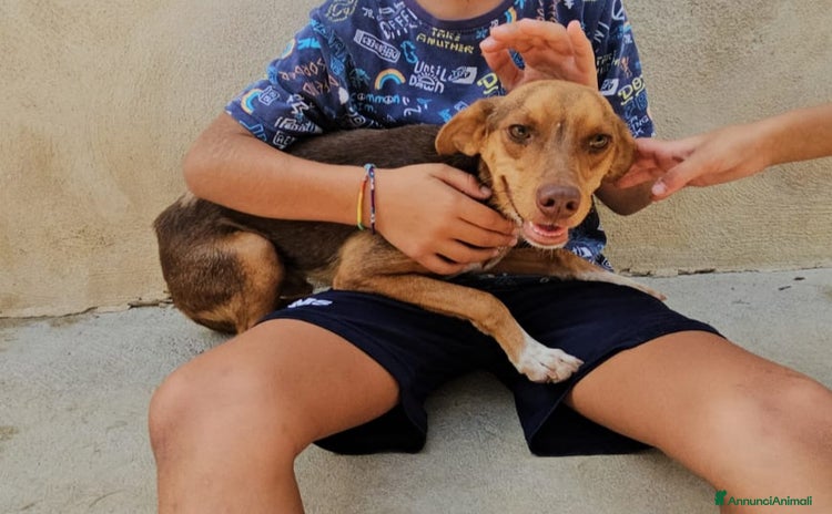 Meticcio cani a Città Metropolitana di Genova - Annuncio 6